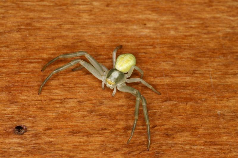 Misumena_vatia_D5017_Z_90_Les Gris_Frankrijk.jpg